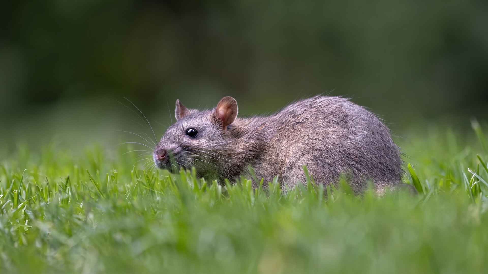 15+ Surprising Rat Facts That Change How You See Them 5 Rats Can Grow As Big As Cats