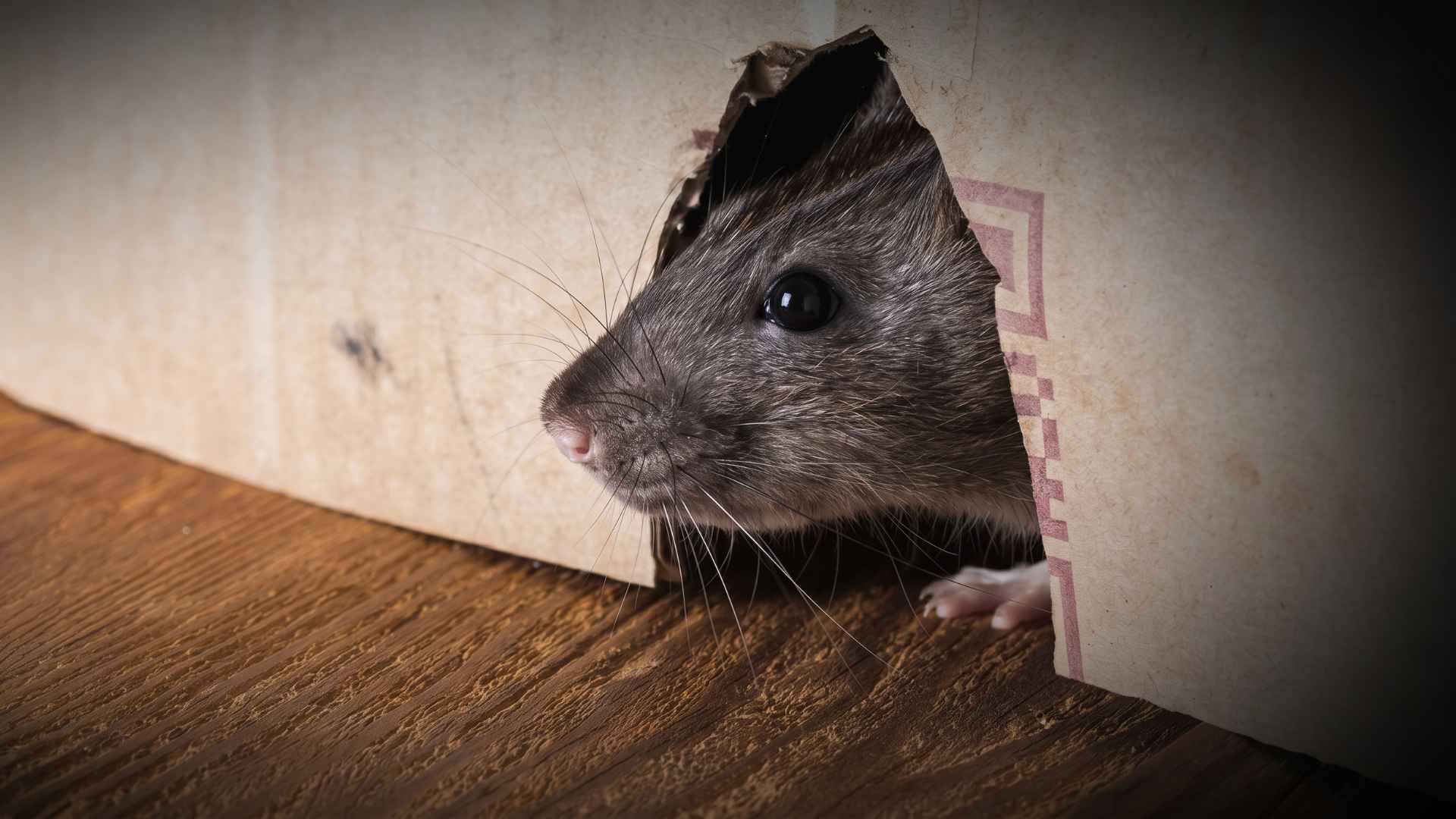 15+ Surprising Rat Facts That Change How You See Them 2 Rats Can Squeeze Through Extremely Small Holes