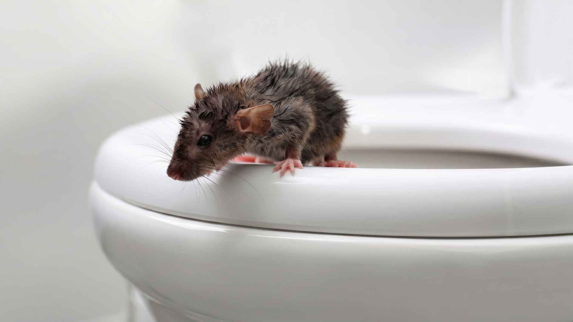 15+ Surprising Rat Facts That Change How You See Them 3 Rats Can Swim Up Your Toilet