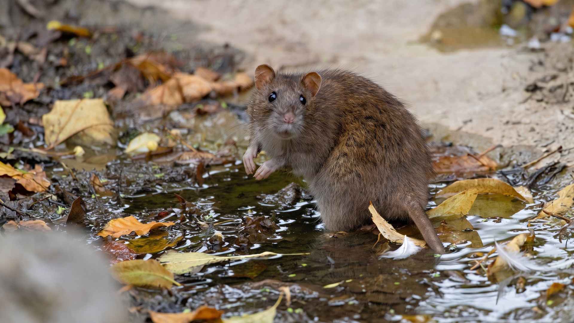 15+ Surprising Rat Facts That Change How You See Them 7 Rats See Two Different Things at the Same Time