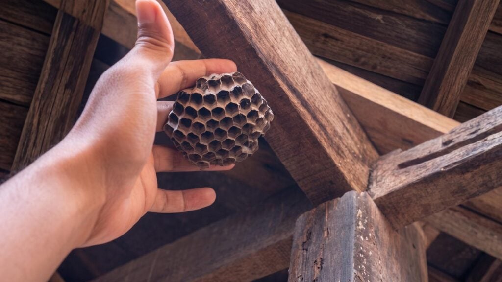 Can Wasps Return to an Old Nest the Next Year 