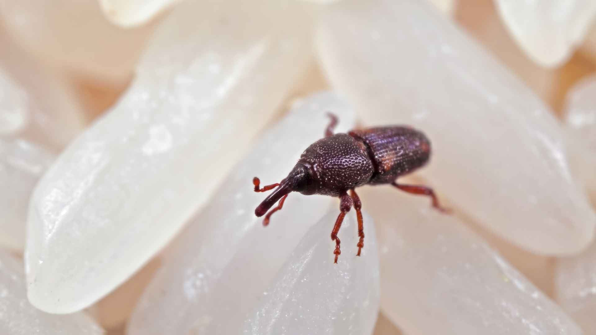 Where Do Rice Weevils Come From in the House 2 Signs of Rice Weevil Infestation