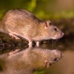 15+ Surprising Rat Facts That Change How You See Them