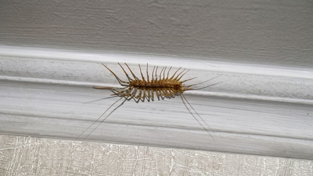 Do Dehumidifiers Help With House Centipedes 2 What Are House Centipedes?