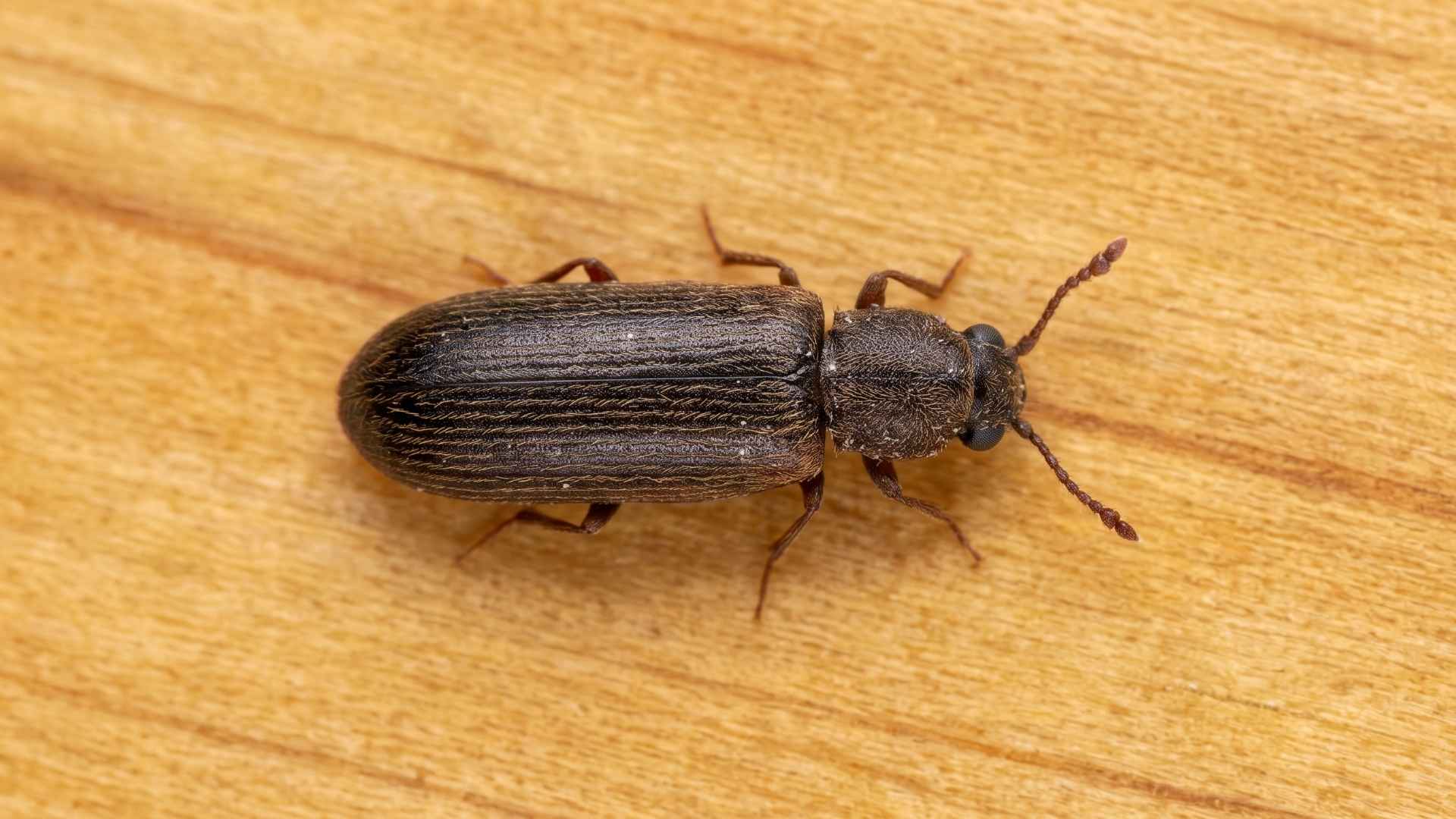 Where Do Powderpost Beetles Emerge From? 2 What Are Powderpost Beetles?
