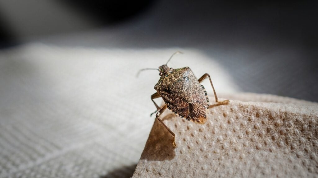 Can Stink Bugs Enter Through Recessed Lights 2 What Are Stink Bugs and Why Do They Get Indoors?