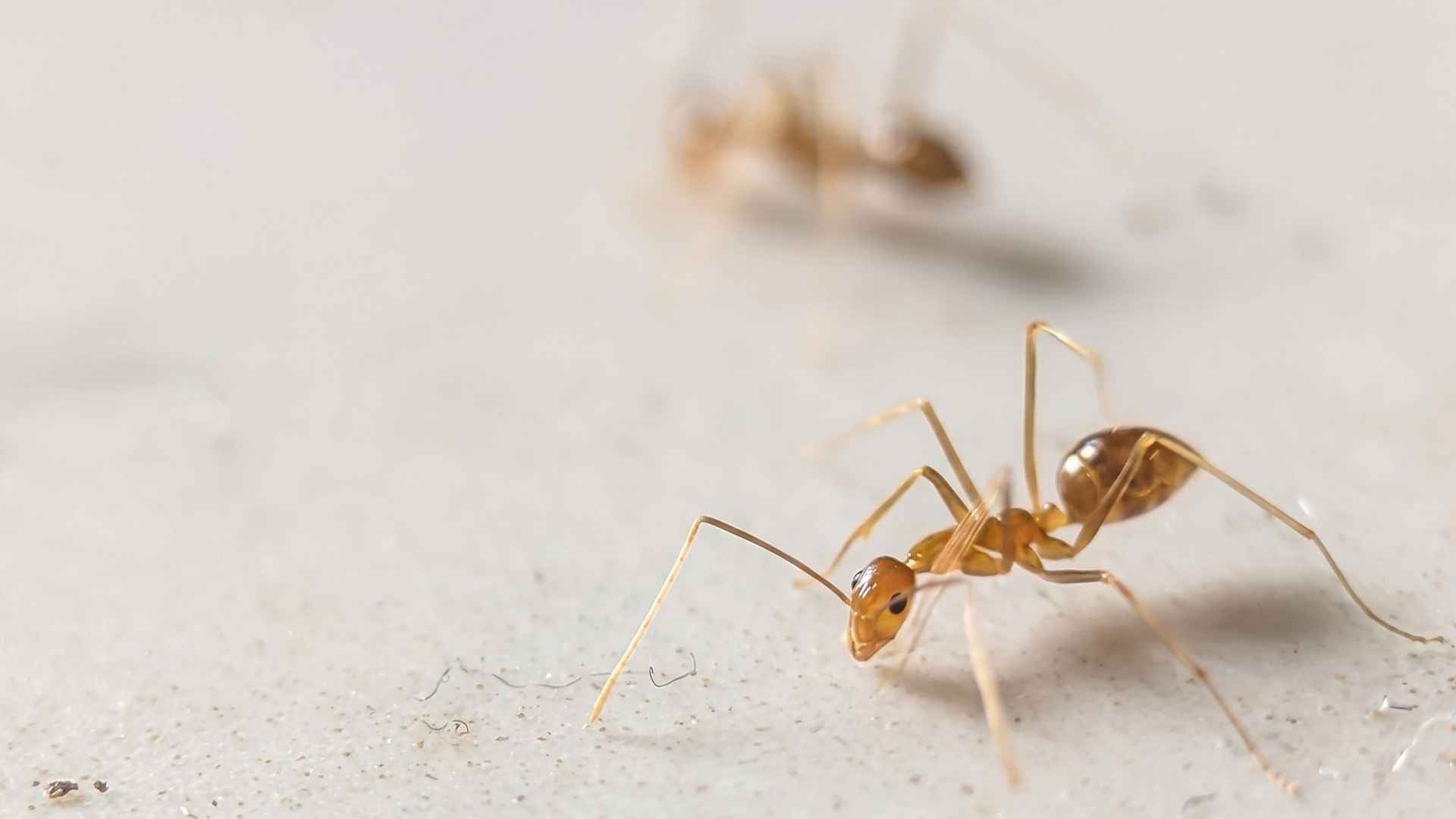 Why Do Pharaoh Ants Spread After Being Sprayed 2 What Do Pharaoh Ants Look Like?