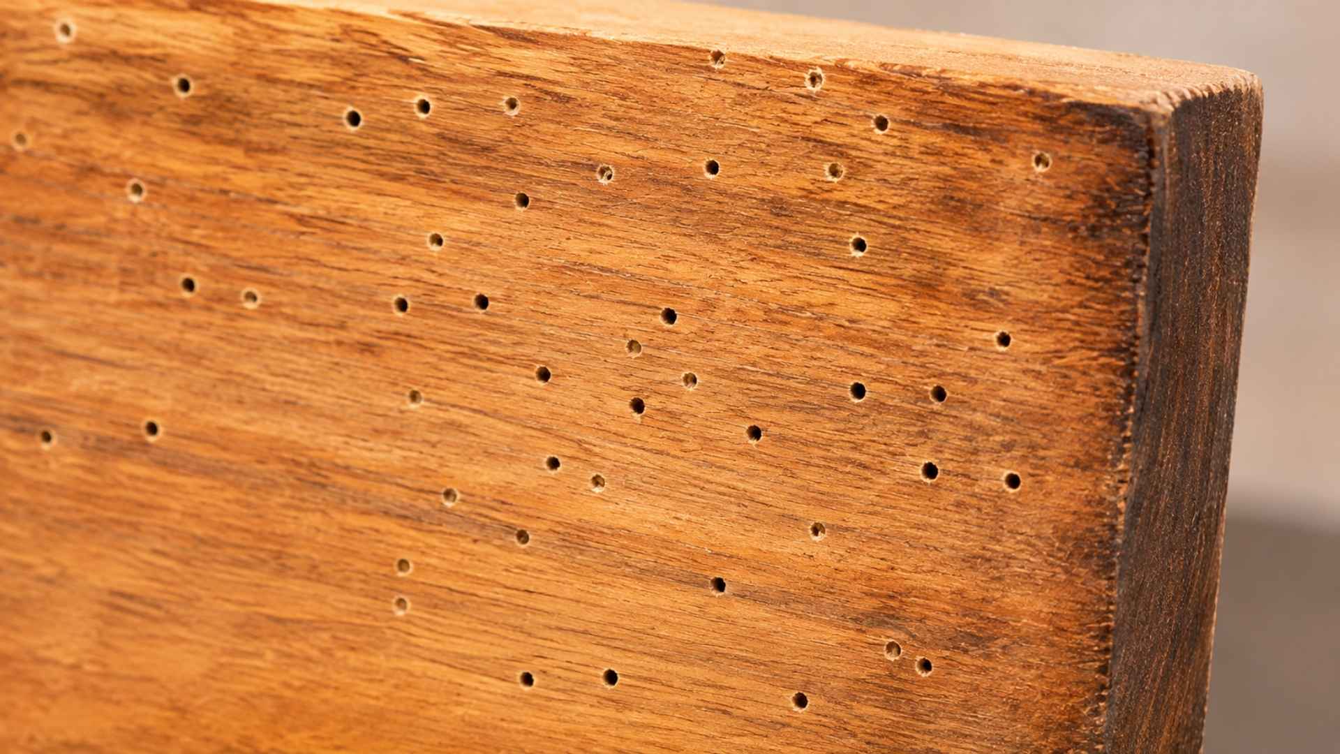 Where Do Powderpost Beetles Emerge From? 4 What Do Powderpost Beetle Emergence Holes Look Like?