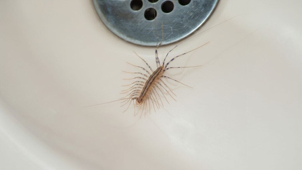 Do Dehumidifiers Help With House Centipedes 3 Why Do House Centipedes Like Damp Homes?