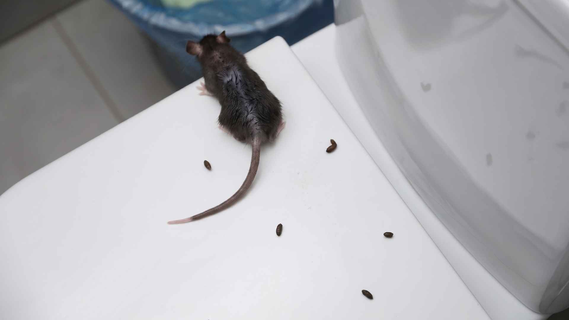 What To Do If You Have a Rat in Your Toilet?