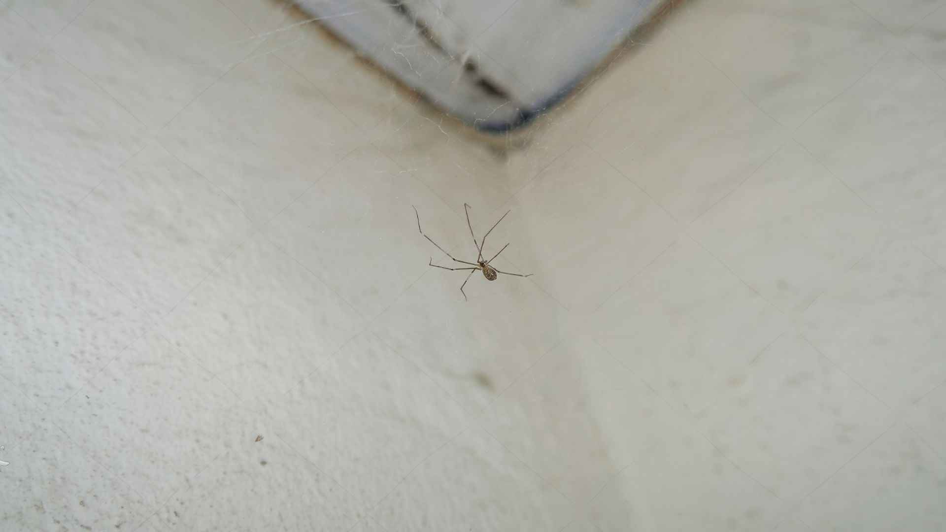 Where Are Active Spider Webs Usually Found?