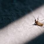 Where Do Mosquitoes Hide During the Daytime Indoors