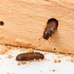 Where Do Powderpost Beetles Usually Emerge From Wood