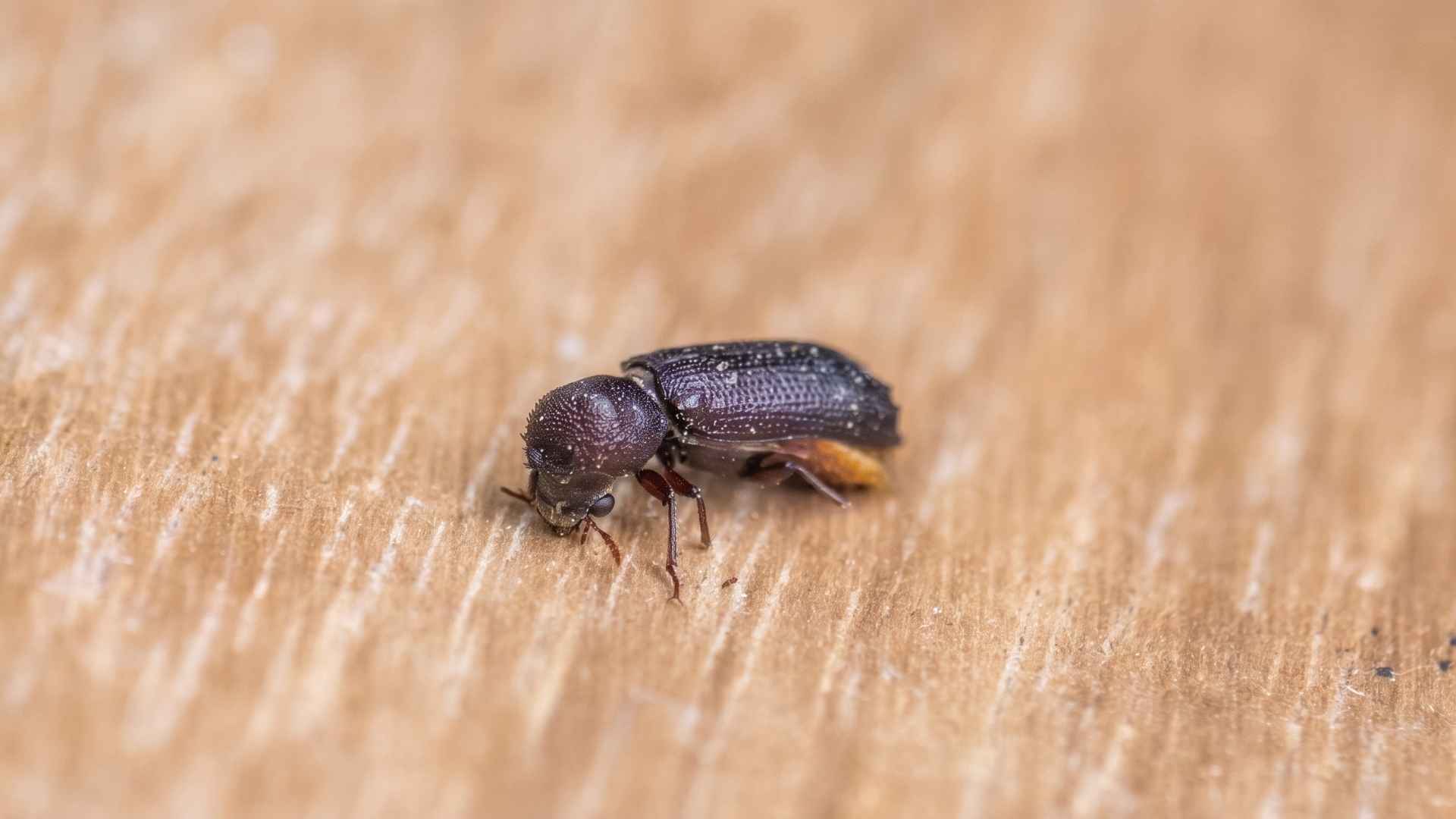 Where Do Powderpost Beetles Emerge From? 3 Where Do Powderpost Beetles Usually Emerge From Wood?