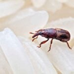 Where Do Rice Weevils Come From in the House
