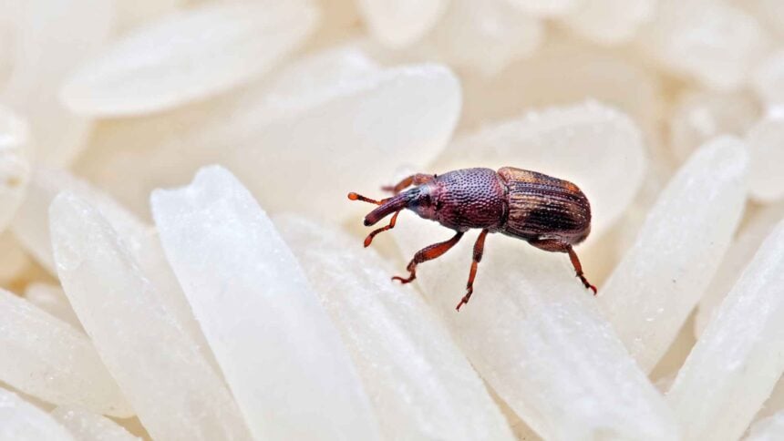 Where Do Rice Weevils Come From in the House