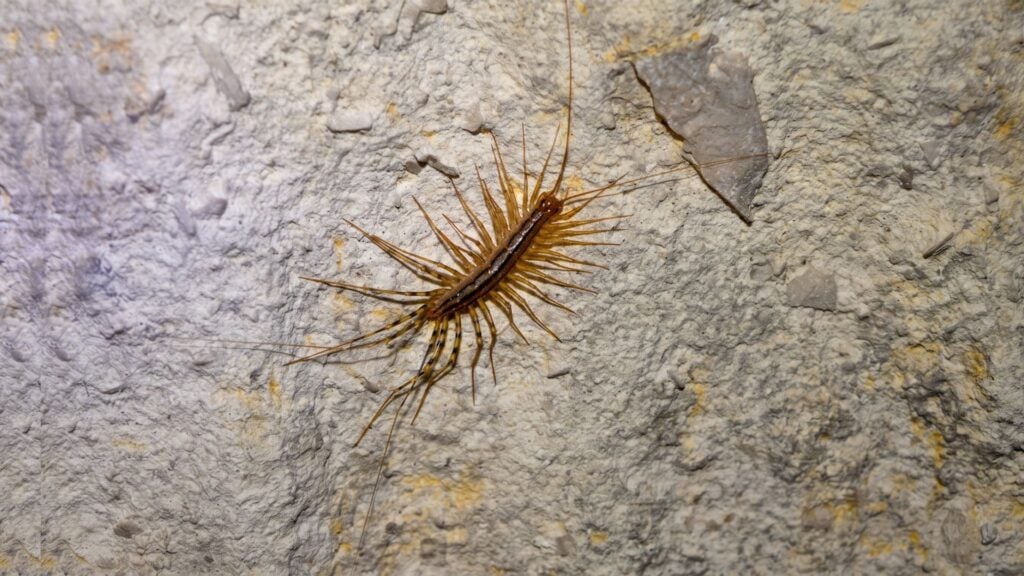 Do Dehumidifiers Help With House Centipedes 4 What Humidity Level Do House Centipedes Prefer?