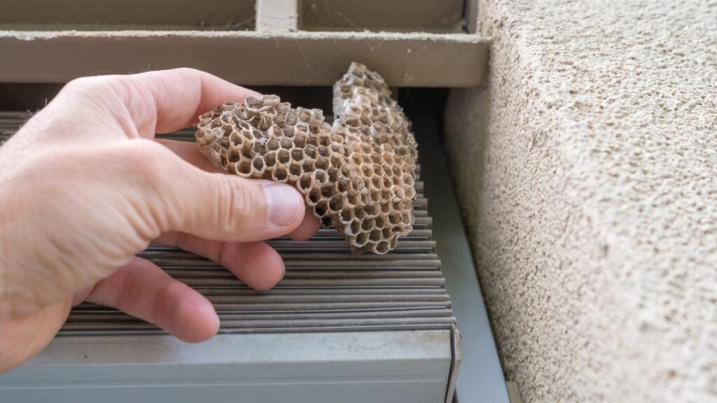 How Often Should You Inspect Your Home for Wasp Nests 4 Where to Focus When You Inspect Your Home for Wasp Nests