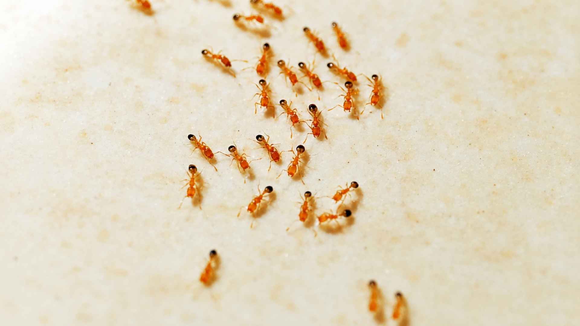 Why Do Pharaoh Ants Spread After Being Sprayed 3 Why Are Pharaoh Ants Hard to Get Rid Of?
