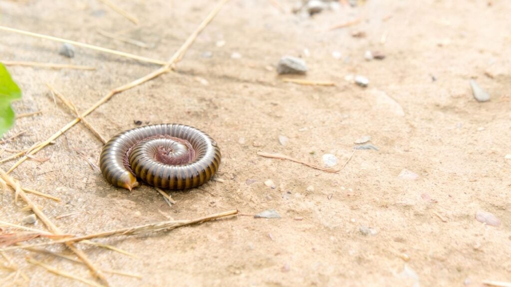 Why Millipedes Appear after Heavy Rain - Causes & Prevention 2 Why Do Millipedes Come Out After Heavy Rain?