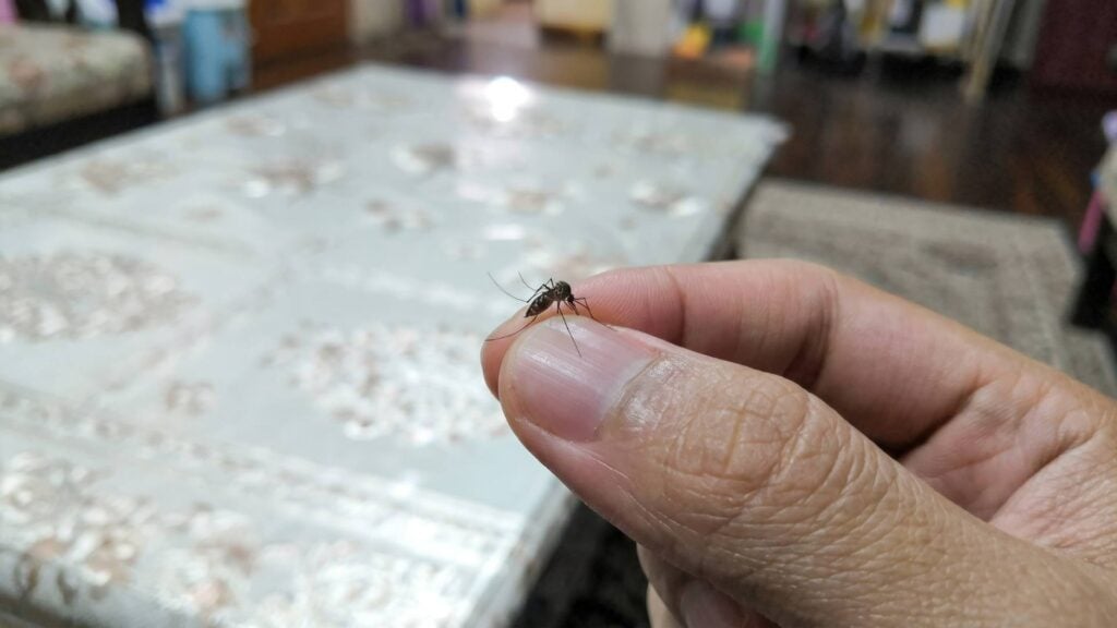 Where Do Mosquitoes Hide During the Daytime Indoors 9 Why Do Mosquitoes Keep Coming Inside?
