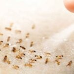 Why Do Pharaoh Ants Spread After Being Sprayed