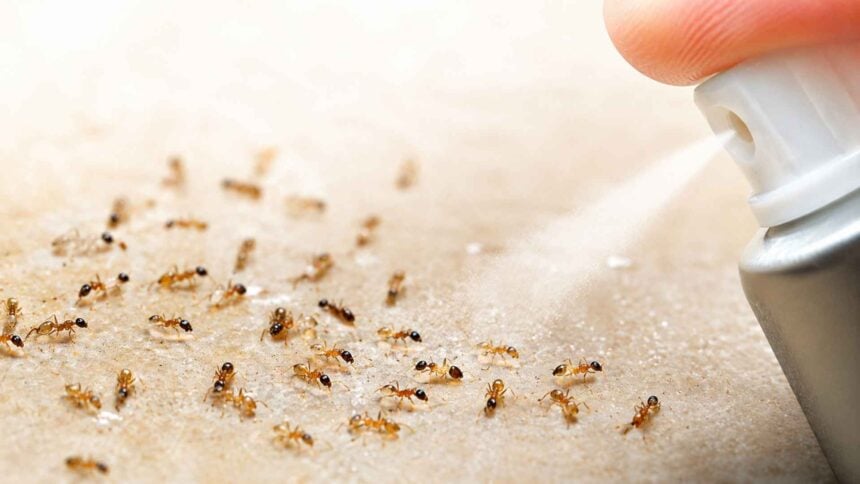 Why Do Pharaoh Ants Spread After Being Sprayed