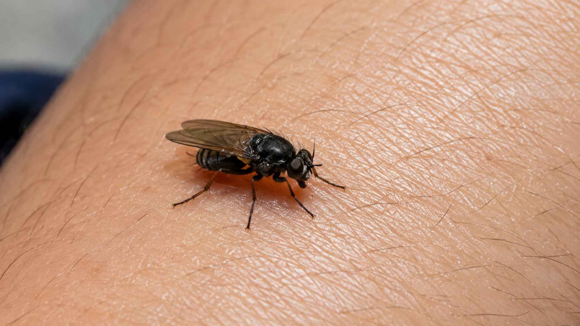 Why Do Phorid Flies Seem Like They Are Biting You?