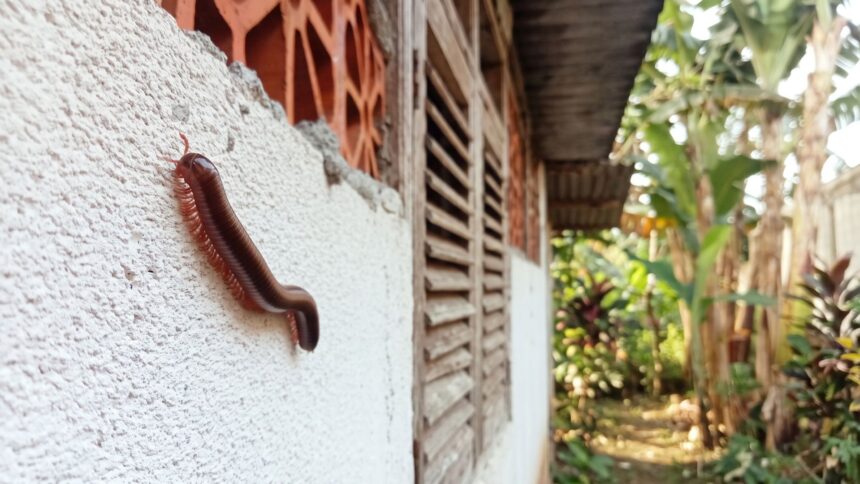 Why Millipedes Appear after Heavy Rain