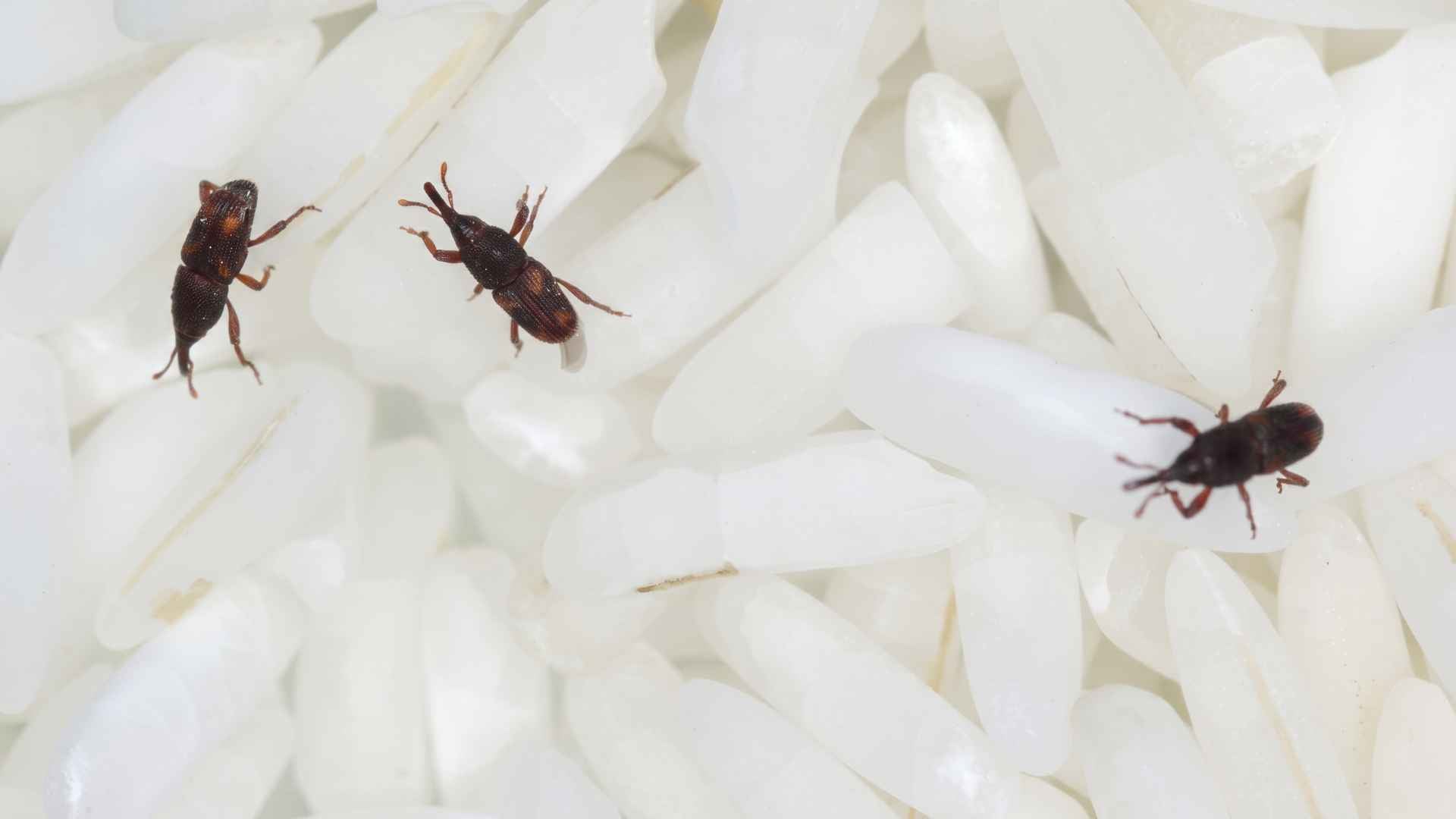 Where Do Rice Weevils Come From in the House 3 Why You May Not Notice an Infestation Immediately