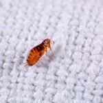 Why are Fleas Worse During Warm and Humid Weather