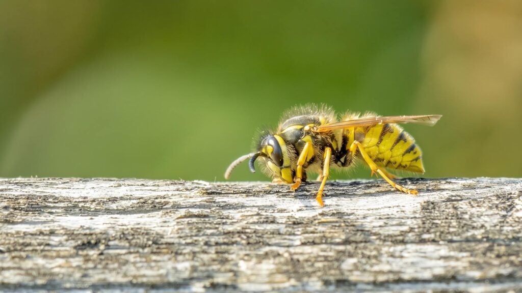 Will Wasps Come Back to an Old Nest Next Spring?