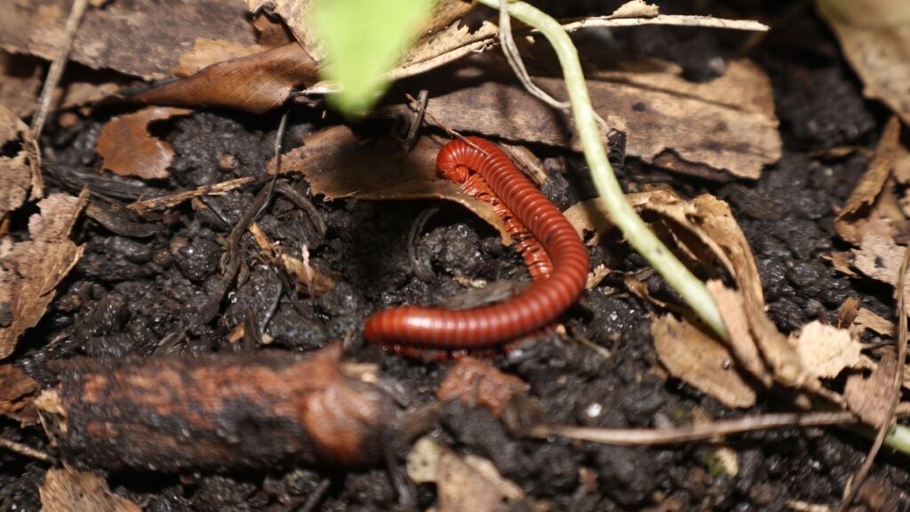 Why Millipedes Appear after Heavy Rain - Causes & Prevention 6 Will Millipedes Go Away After the Rain Stops?