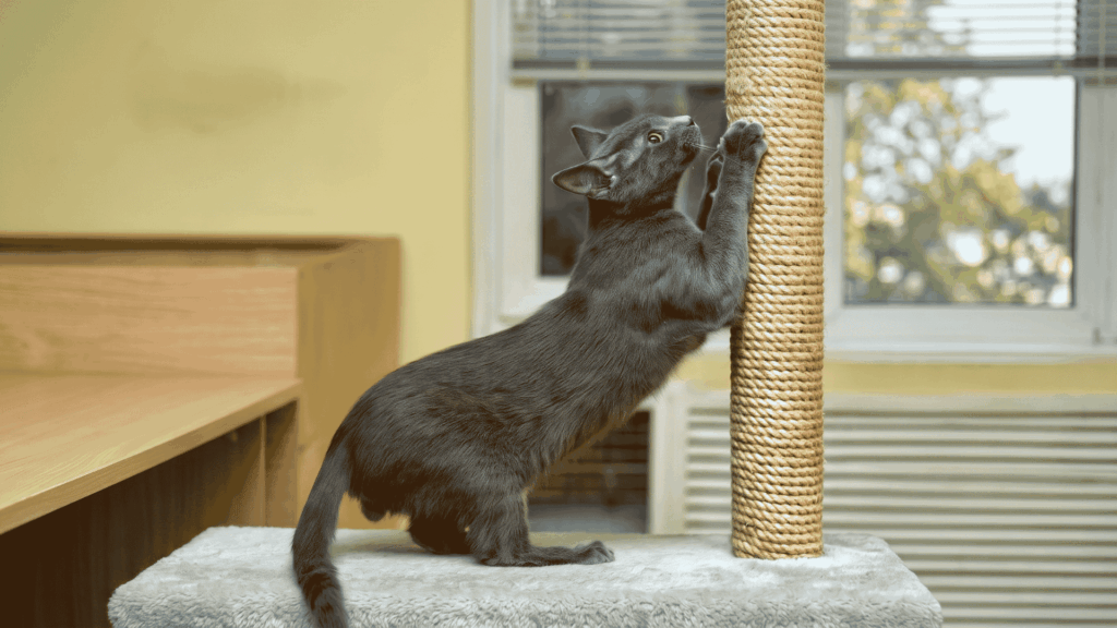 Jszwzj Cat Deterrent Spray Review - Can It Stop Scratching and Chewing? 4 Why Cats Scratching Is Hard to Stop Completely