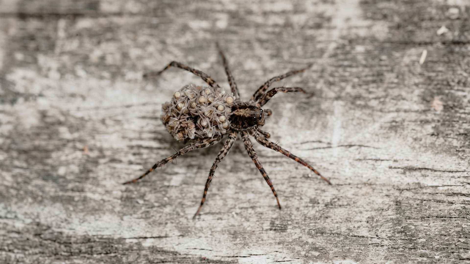 How To Get Rid Of Wolf Spiders - 10 Effective Ways 5 Effective Ways to Get Rid of Wolf Spiders