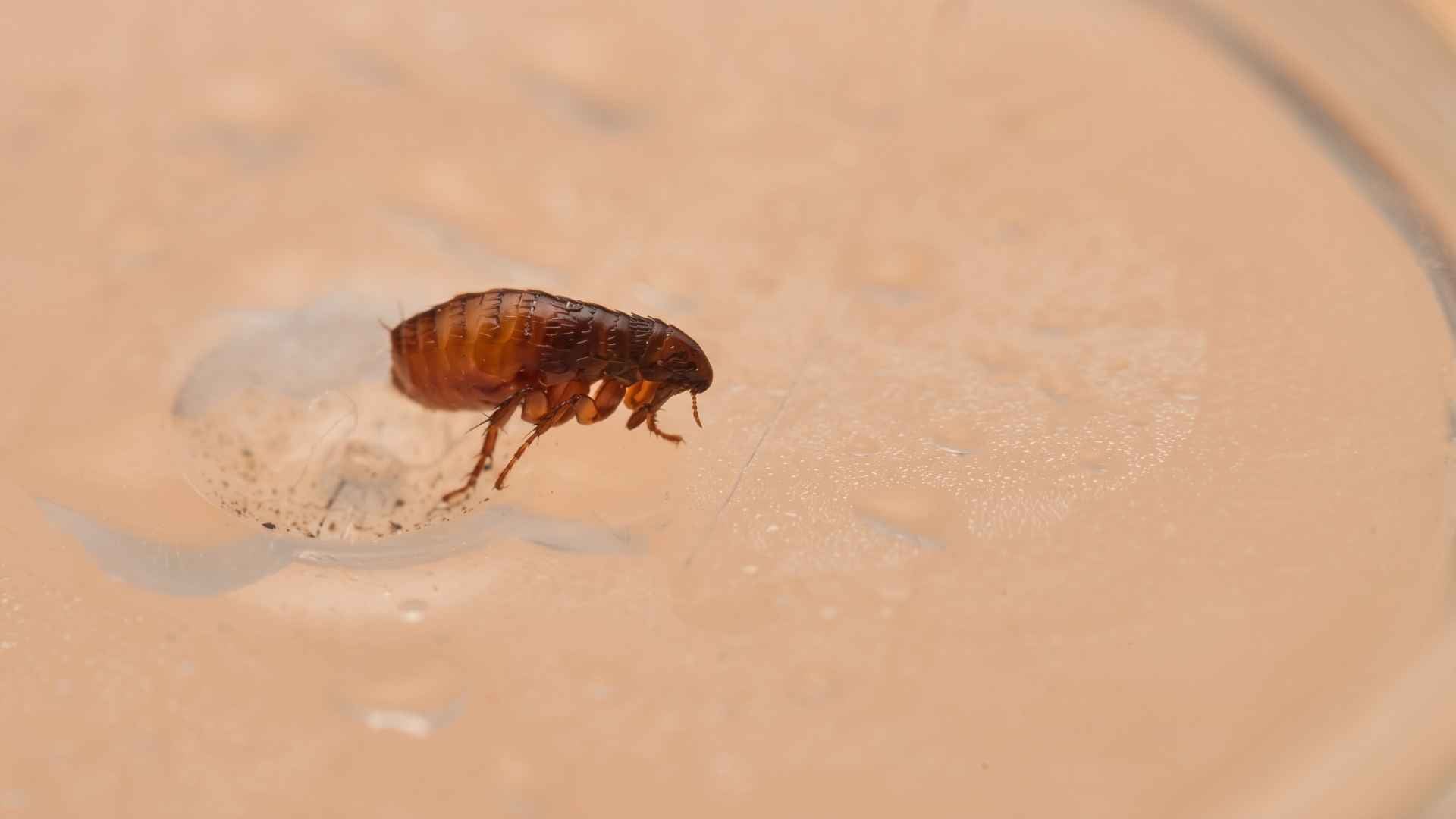 How to Get Rid of Fleas on Hardwood Floors 4 8 Best Ways to Get Rid of Fleas on Hardwood Floors
