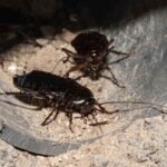 Are Black Cockroaches Dangerous