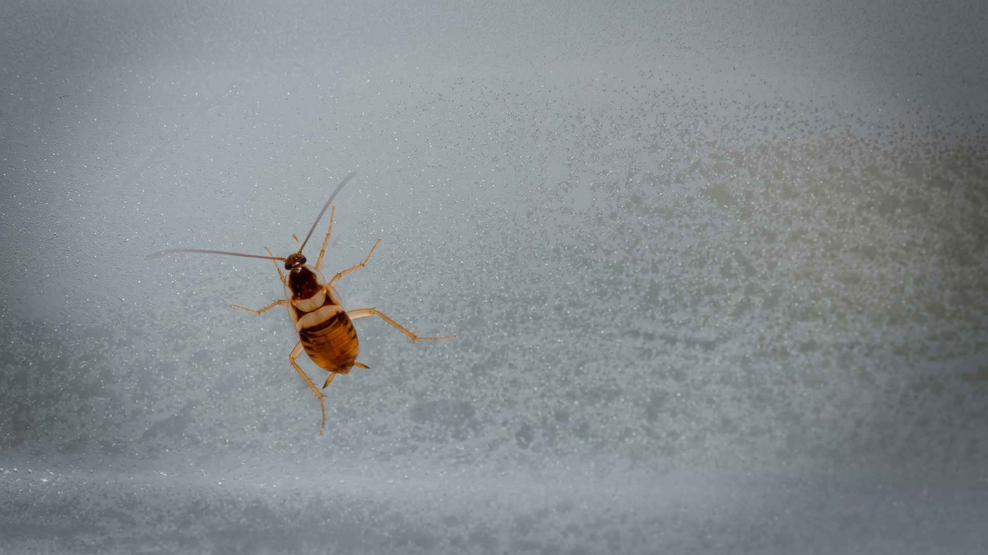 How To Get Rid of Brown Banded Cockroaches - 7 Effective Methods 2 Are Brown Roaches Hard to Get Rid Of?