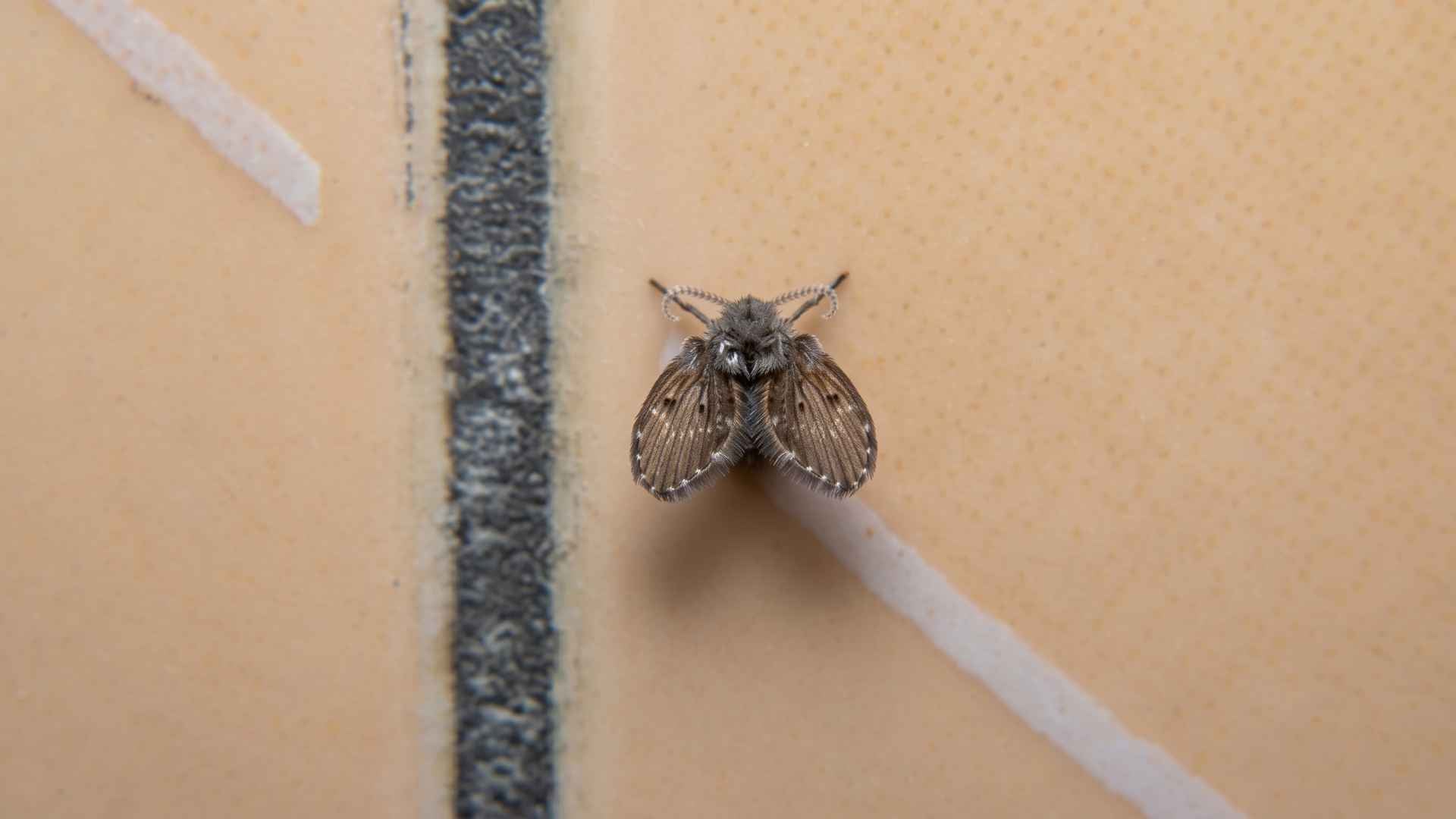 How to Get Rid of Drain Flies - 11 Effective Steps 13 Are Drain Flies a Health Hazard?