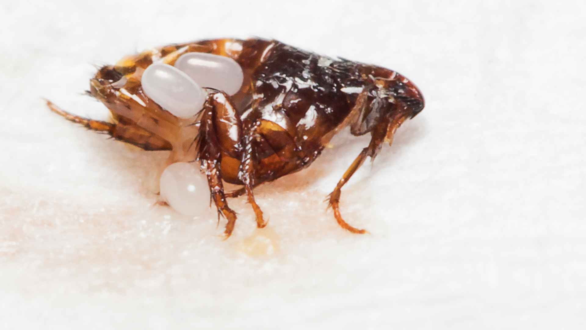 How to Get Rid of Fleas on Hardwood Floors 10 Can Flea Eggs and Larvae Live on Hardwood Floors?