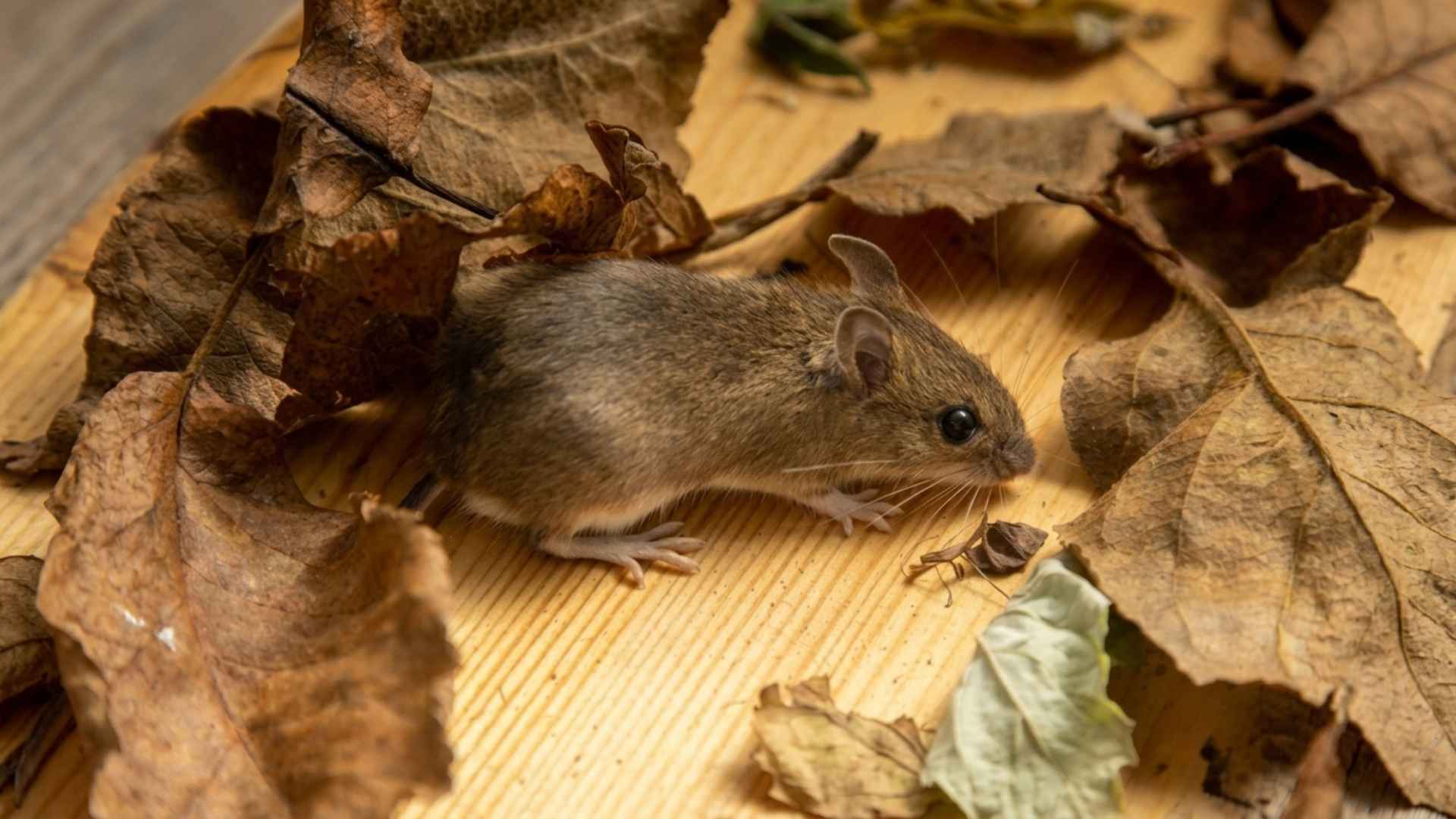 Why Do Mice Get Inside Houses When it Gets Cold 3 Do Mice Hibernate In Winter?