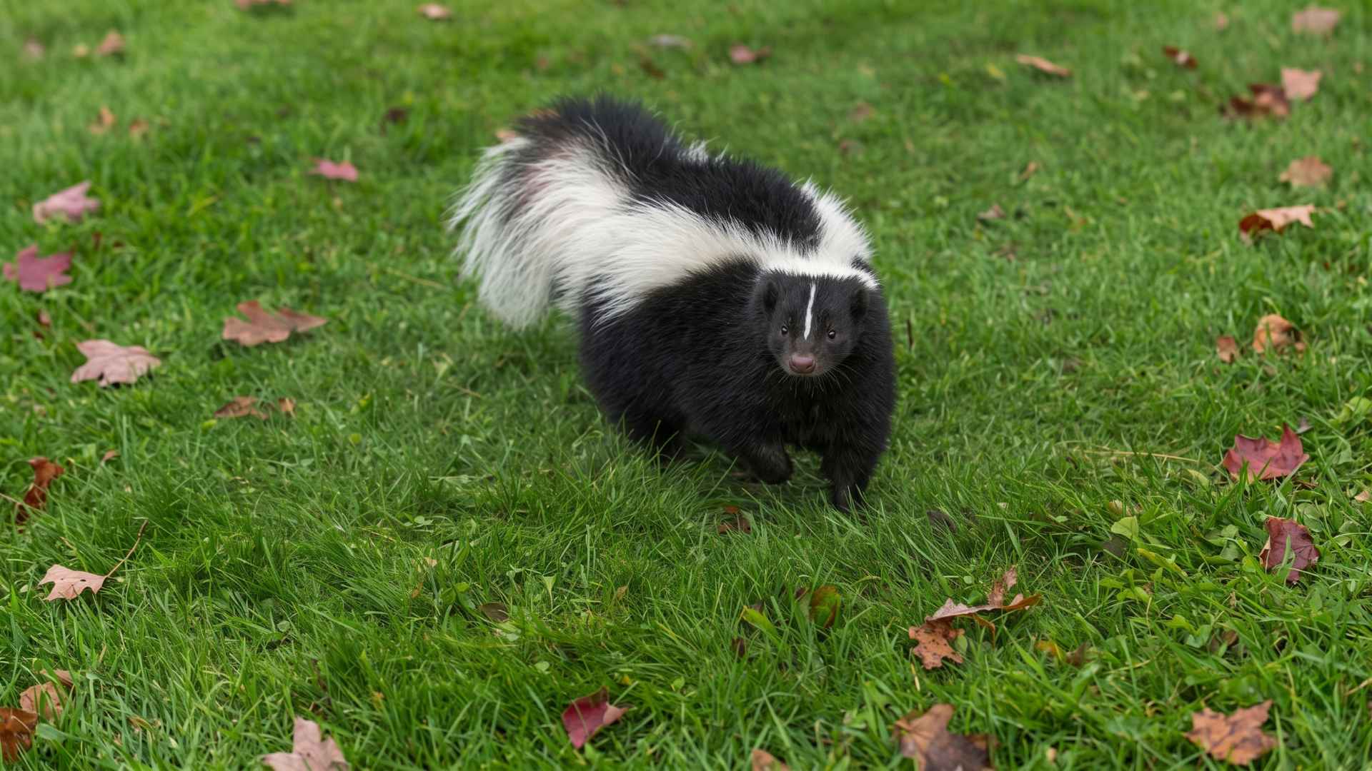 How To Use Mothballs to Get Rid of Skunks - Do They Work? 3 Do Mothballs Get Rid of Skunks?