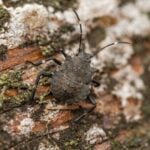 Do Stink Bugs Die in the Winter