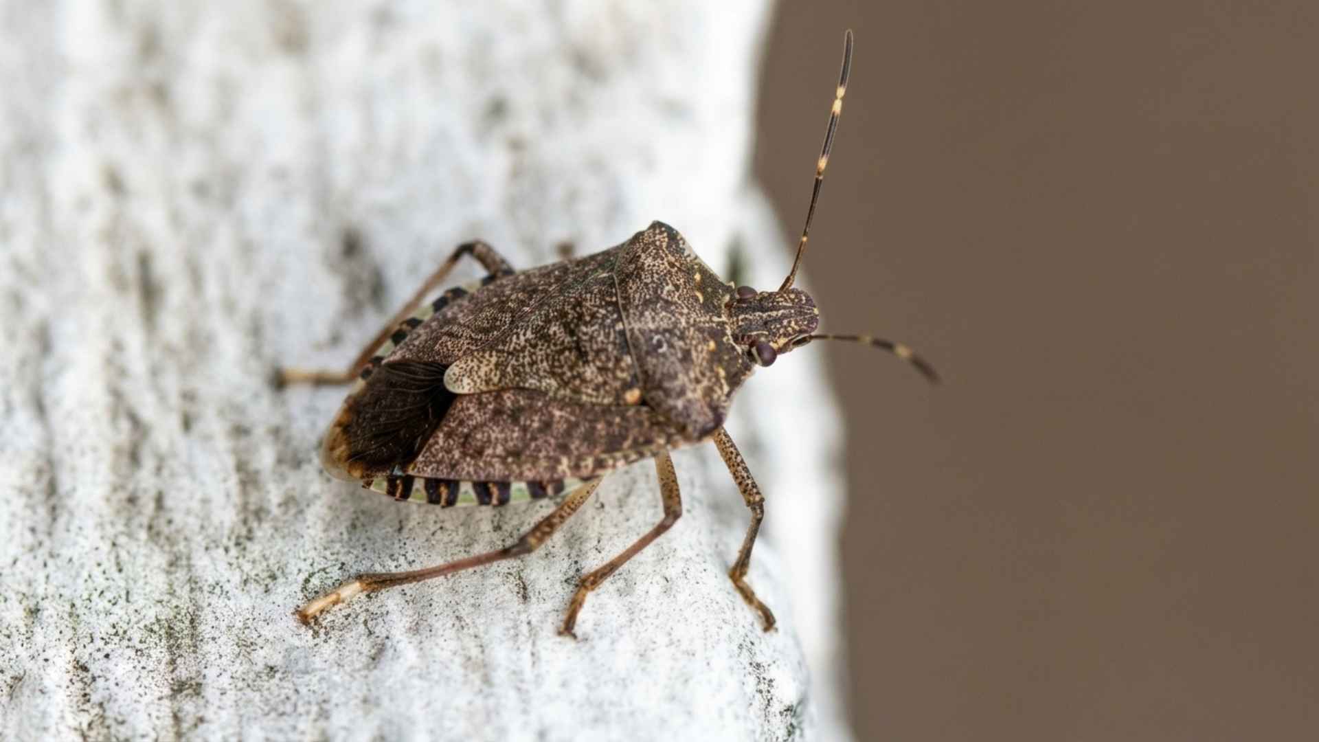 Do Stink Bugs Die in the Winter - What Homeowners Should Know 3 Do Stink Bugs Die in the Winter