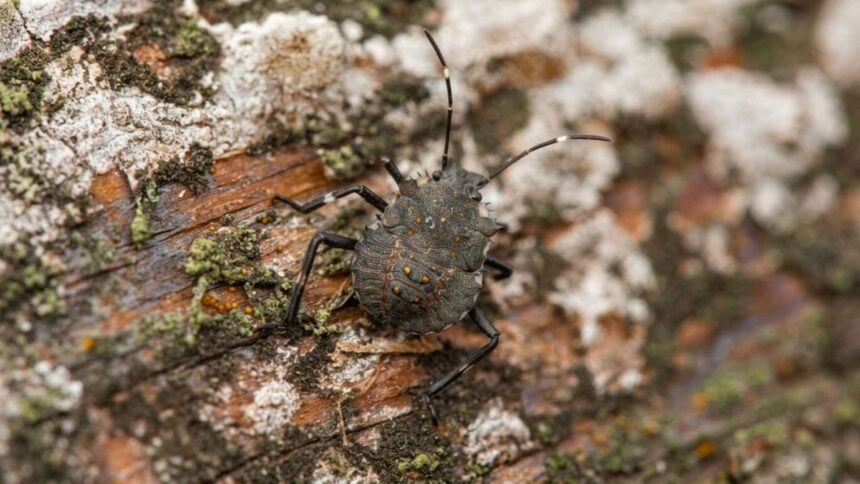 Do Stink Bugs Die in the Winter