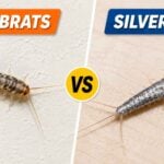 Firebrats vs Silverfish