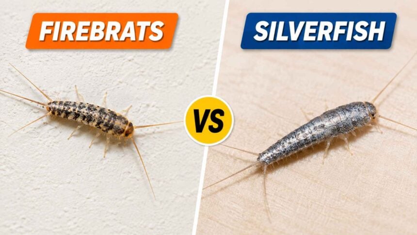 Firebrats vs Silverfish