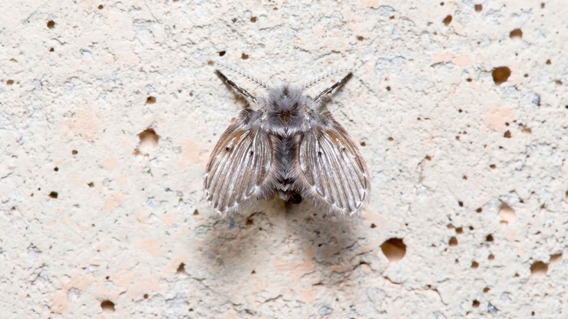 How to Get Rid of Drain Flies - 11 Effective Steps 3 How Do Drain Flies Look Like?