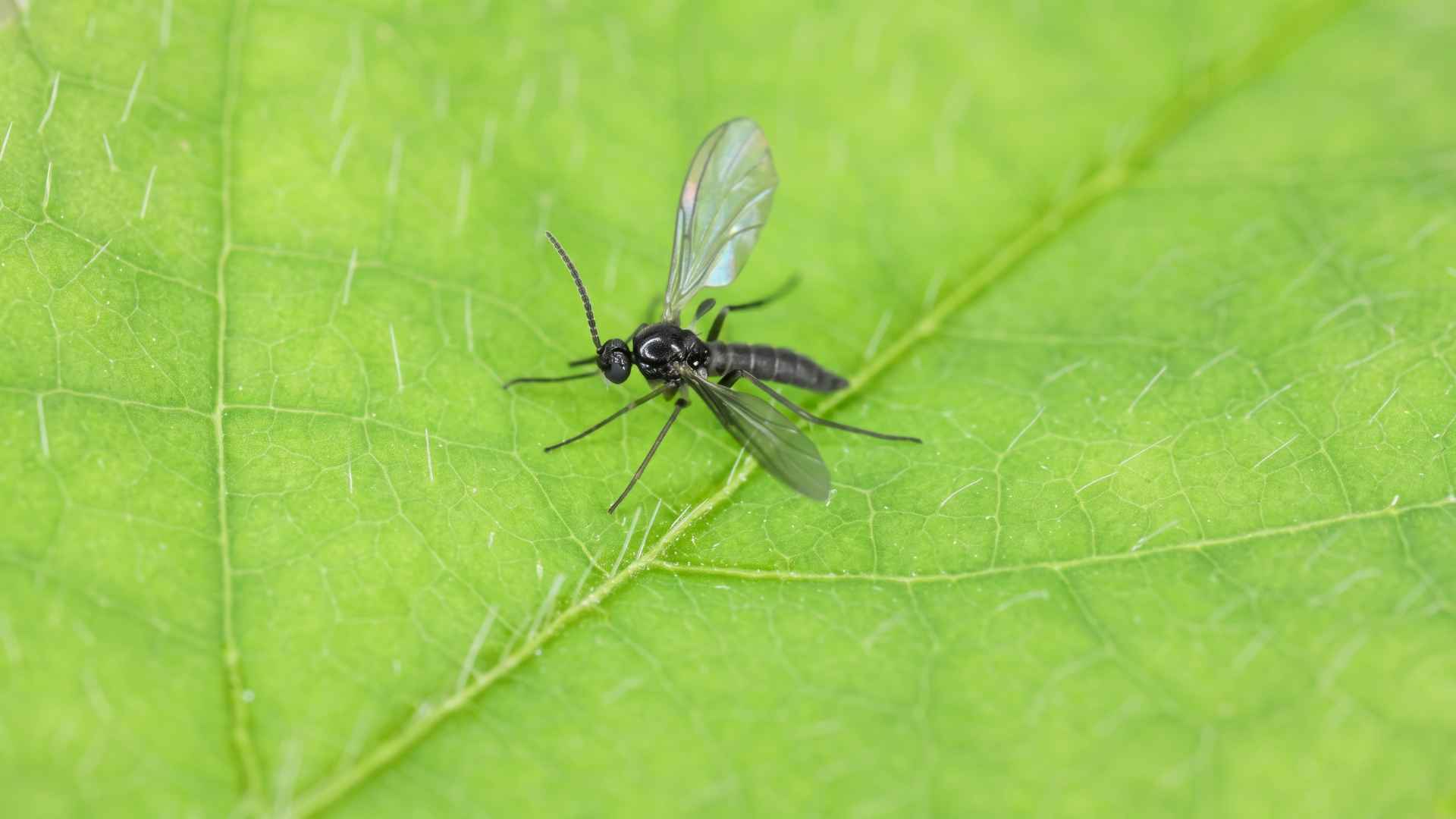 How to Kill and Get Rid of Fungus Gnats Indoors - 9 Effective Ways 3 How Do Fungus Gnats Look Like?