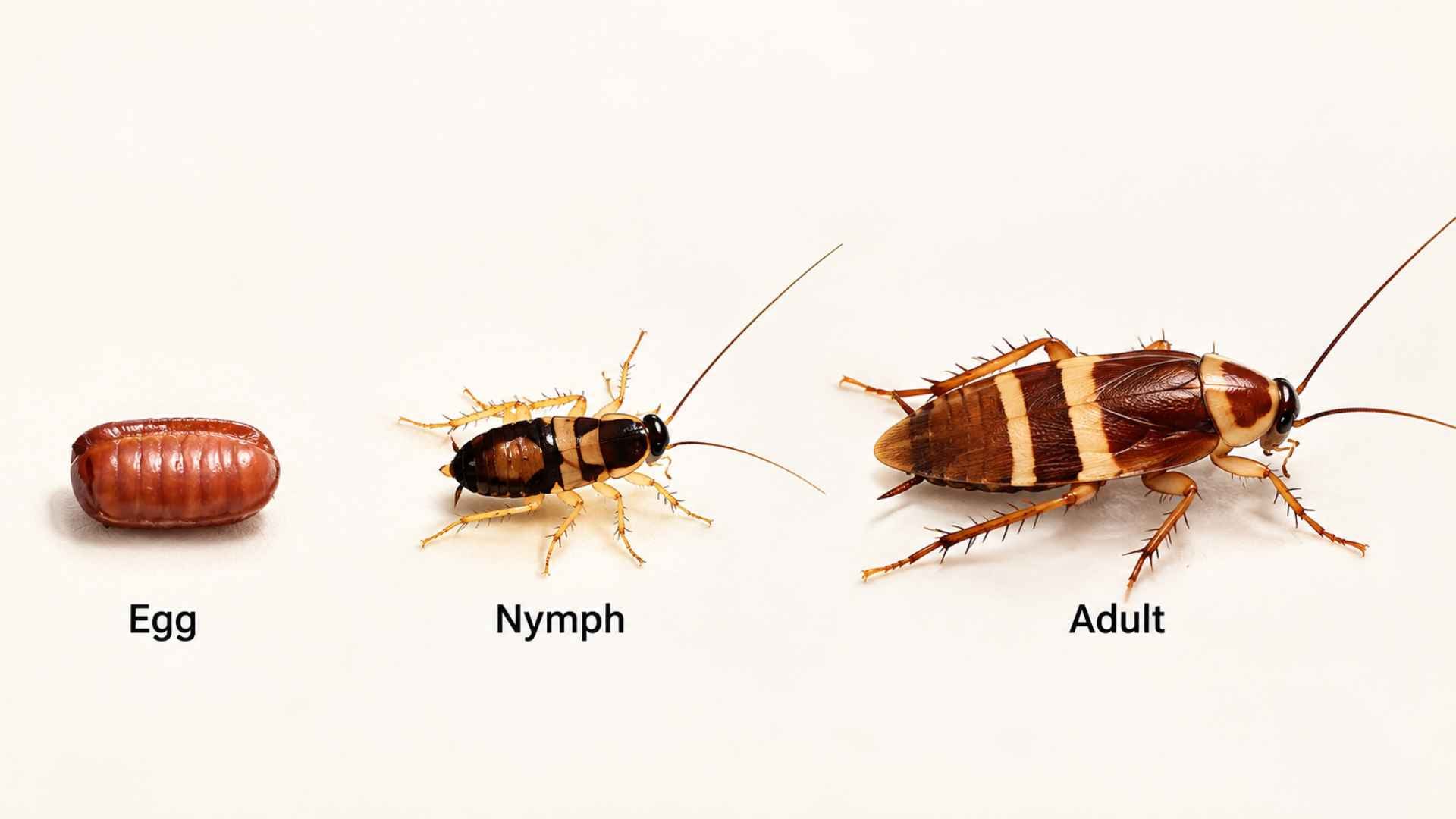 How To Get Rid of Brown Banded Cockroaches - 7 Effective Methods 9 How Long Does It Take to Get Rid of Brown Banded Cockroaches?